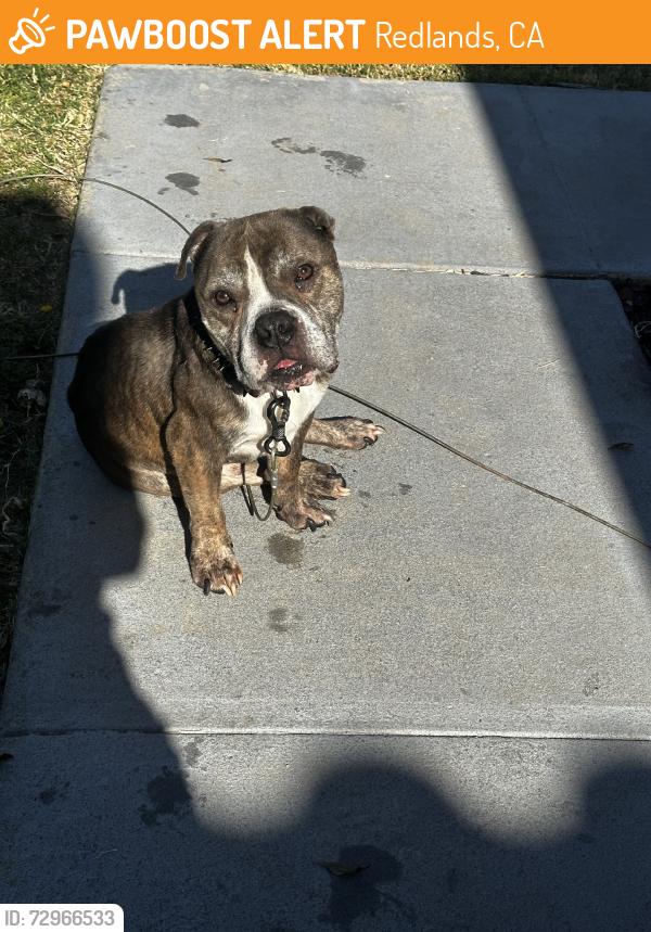 Found/Stray Male Dog last seen Pioneer, Redlands, CA 92374