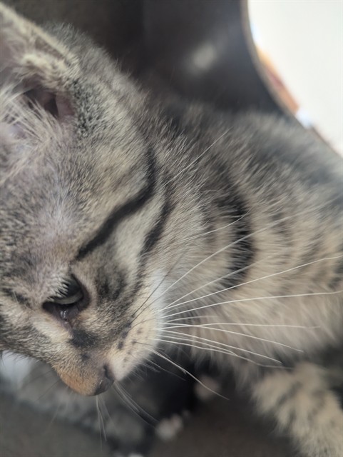 Shelter Stray Unknown Cat last seen Near BLOCK E US HWY 50 HWY, AVONDALE CO 81022, Pueblo, CO 81008