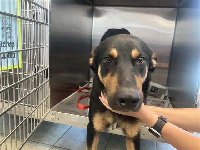 Shelter Stray Male Dog last seen FOUND AT LEGACY TRADITIONAL SCHOOL WALKER ELEMENTARY, San Antonio, TX 78227