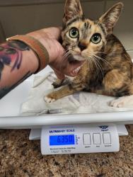 Shelter Stray Female Cat last seen Near BLOCK OF COLONIAL PARK, 4950 SW Triana Blvd, Huntsville, AL 35805, USA