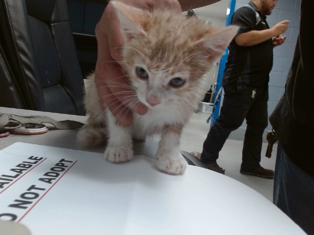 Shelter Stray Male Cat last seen , Albuquerque, NM 87121