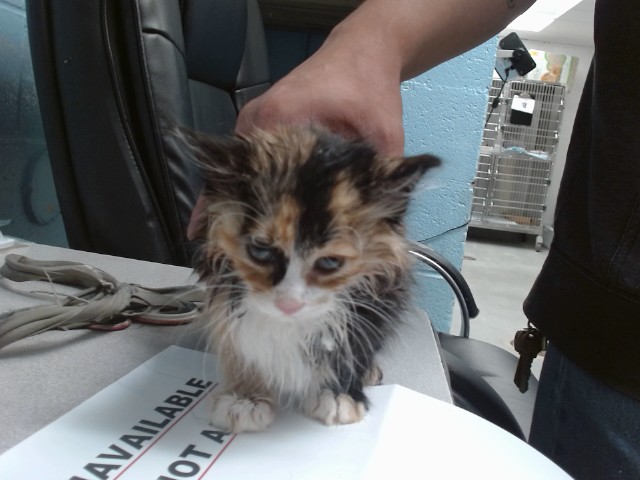 Shelter Stray Female Cat last seen , Albuquerque, NM 87121
