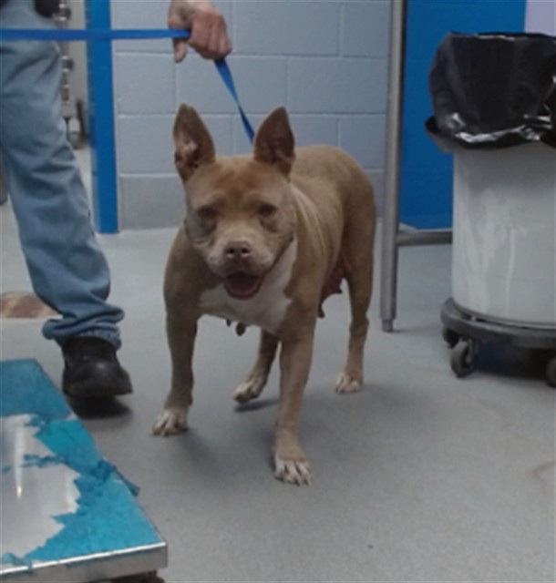 Shelter Stray Female Dog last seen I-40 WALMART, Albuquerque, NM 87121