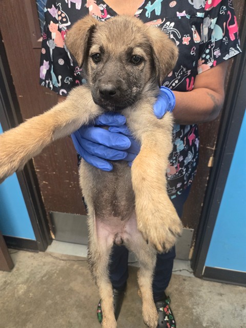 Shelter Stray Female Dog last seen MT VERNON BAKERSFIELD, Bakersfield, CA 93307