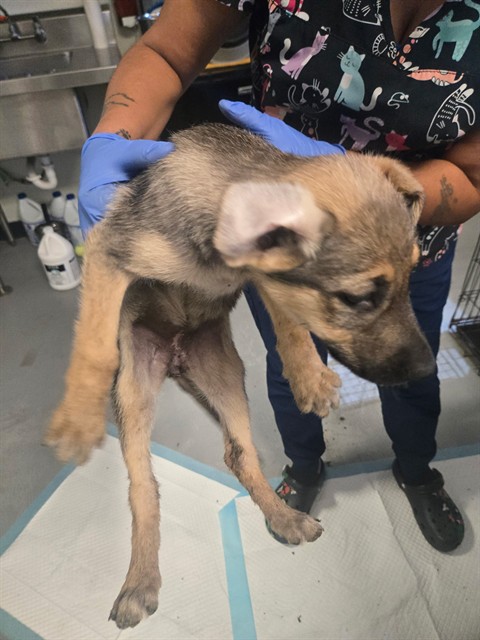 Shelter Stray Male Dog last seen MT VERNON BAKERFIELD, Bakersfield, CA 93307