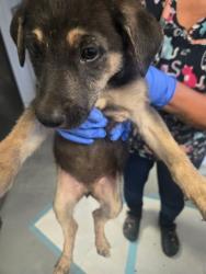 Shelter Stray Female Dog last seen MT VERNON BAKERSFIELD, Bakersfield, CA 93307