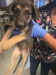 Shelter Stray Female Dog last seen MT VERNON BAKERSFIELD, Bakersfield, CA 93307