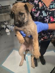 Shelter Stray Male Dog last seen MT VERNON BAKERSFIELD, Bakersfield, CA 93307