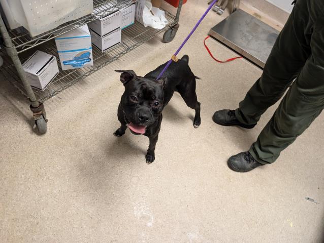 Shelter Stray Male Dog last seen Near BLOCK OLIVE TREE CT, BAKERSFIELD CA 93308, Bakersfield, CA 93308