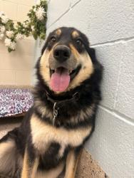 Shelter Stray Female Dog last seen 152ND AND HAYESMOUNT ROAD, Brighton, CO 80601
