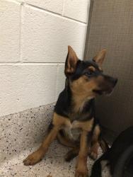 Shelter Stray Female Dog last seen Near BLOCK QUEBEC ST 80022, Brighton, CO 80601