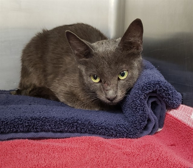 Shelter Stray Female Cat last seen , Tucson, AZ 85745