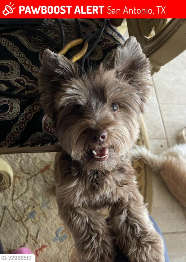Lost Male Dog last seen Patricia and memory lane , San Antonio, TX 78216