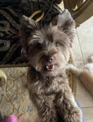 Lost Male Dog last seen Patricia and memory lane , San Antonio, TX 78216