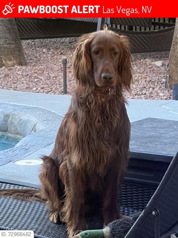 Lost Male Dog last seen Rainbow Blvd and Oakey Blvd, Las Vegas, NV 89146
