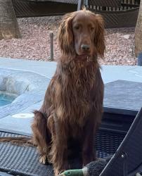 Lost Male Dog last seen Rainbow Blvd and Oakey Blvd, Las Vegas, NV 89146