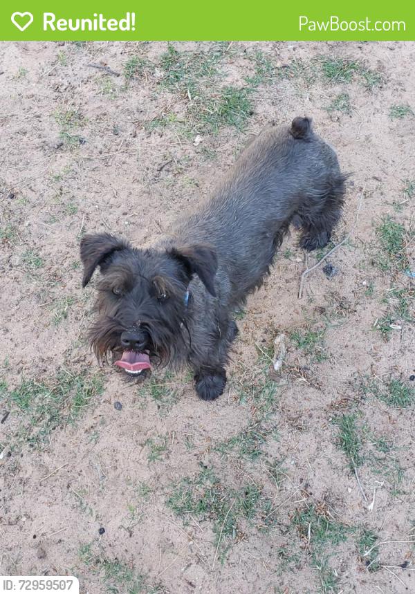 Reunited Female Dog last seen Lockheed and Murray or Lockheed and Ainsleee, Midland, TX 79701