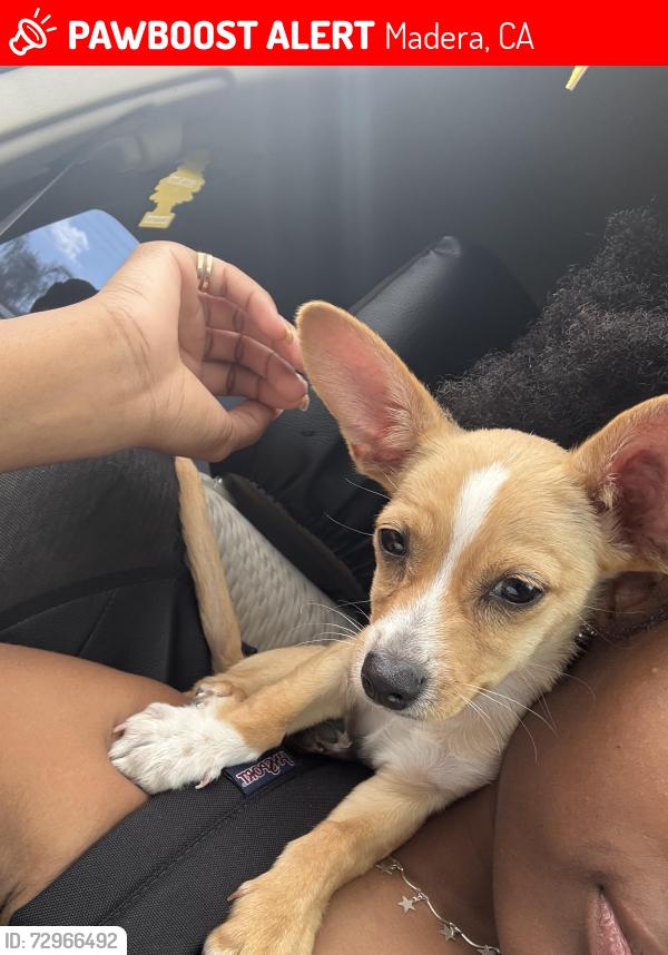 Lost Male Dog last seen Loma Linda , Madera, CA 93638