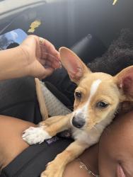 Lost Male Dog last seen Loma Linda , Madera, CA 93638