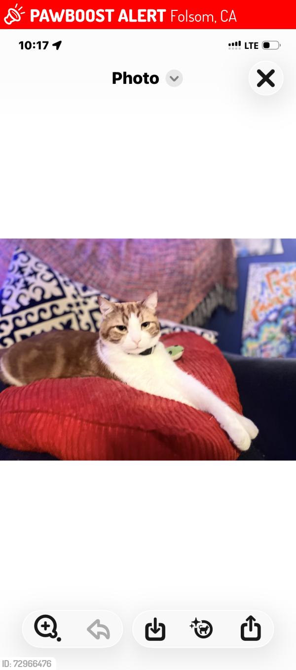 Lost Male Cat last seen Folsom-Auburn, Folsom, CA 95630