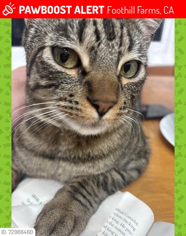 Lost Male Cat last seen Auburn Blvd, Foothill Farms, CA 95841