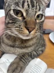 Lost Male Cat last seen Auburn Blvd, Foothill Farms, CA 95841
