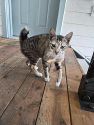 Found/Stray Female Cat last seen Lancaster and State Burgerville, Salem, OR 97302