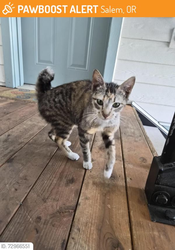 Found/Stray Female Cat last seen Lancaster and State Burgerville, Salem, OR 97302