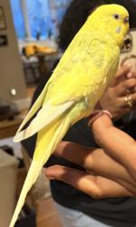 Lost Male Bird last seen Worland Drive, Durham, NC 27712