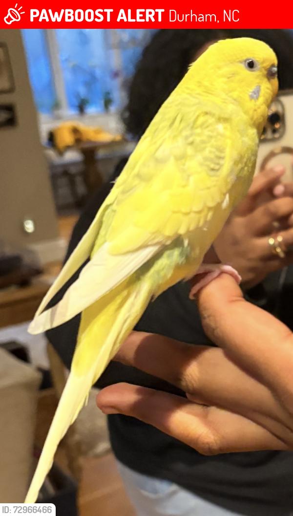 Lost Male Bird last seen Worland Drive, Durham, NC 27712