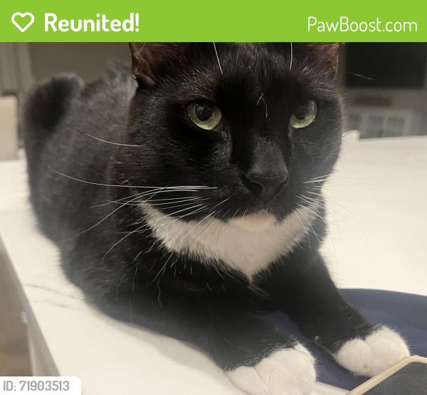 Reunited Male Cat last seen Hampton inn airport , Lexington, KY 40513