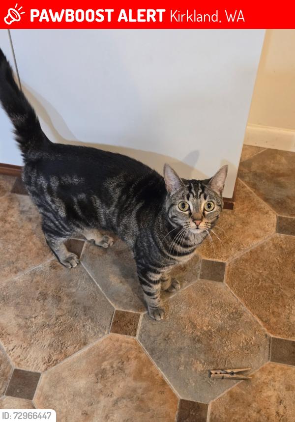 Lost Female Cat last seen NE 143rd St & 109th Ave NE, Kirkland, WA 98034