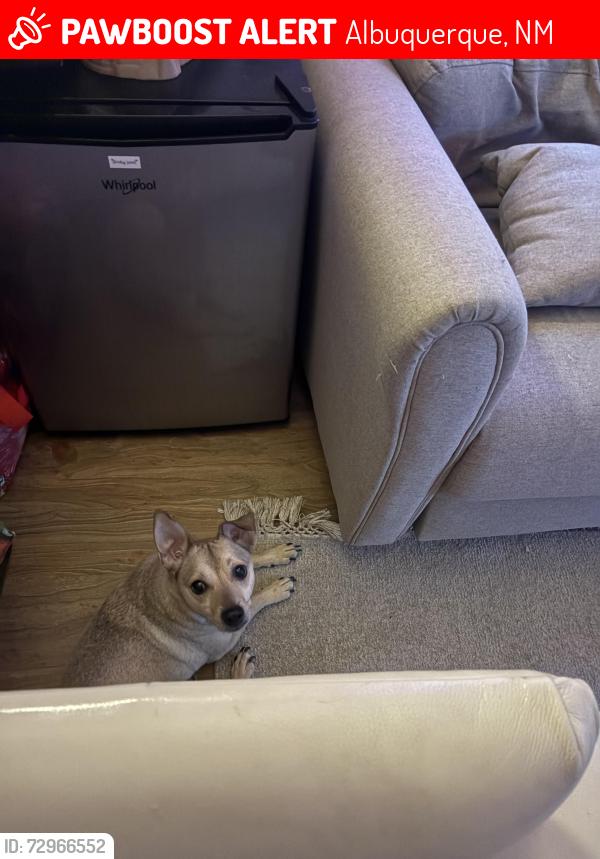 Lost Male Dog last seen Sunport and I25, Yale and Gibson, Albuquerque, NM 87106