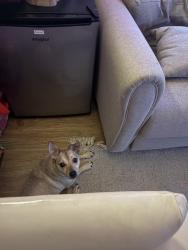 Lost Male Dog last seen Sunport and I25, Yale and Gibson, Albuquerque, NM 87106