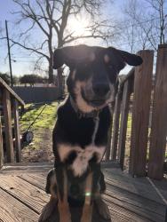 Lost Male Dog last seen 7/11, Temple, TX 76501
