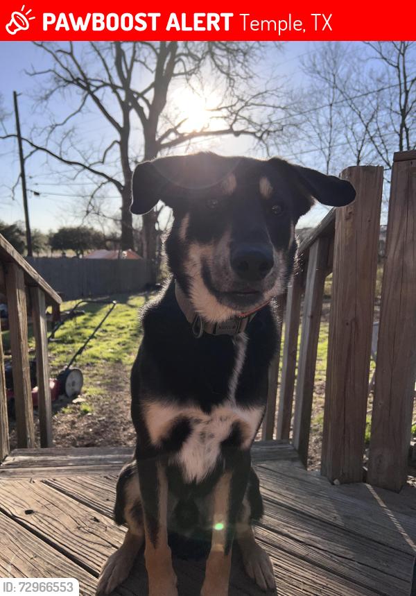 Lost Male Dog last seen 7/11, Temple, TX 76501