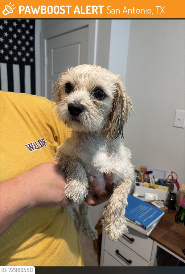 Found/Stray Male Dog last seen West Grosenbacher meets Grosenbacher , San Antonio, TX 78245