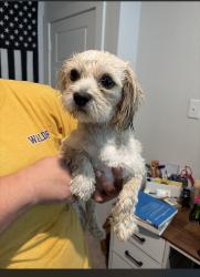 Found/Stray Male Dog last seen West Grosenbacher meets Grosenbacher , San Antonio, TX 78245