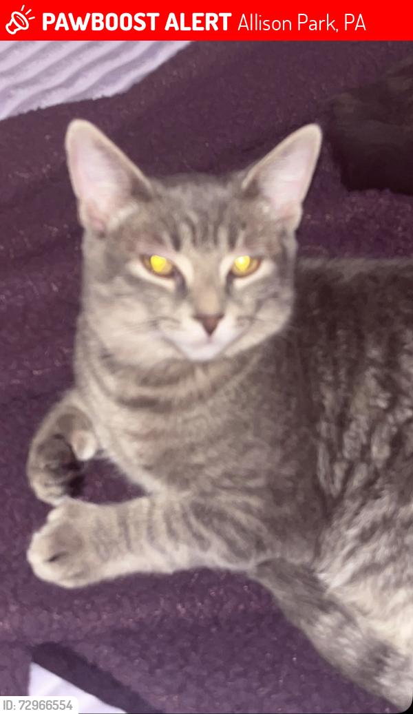 Lost Male Cat last seen Mt Royal Blvd, Loreland Rd, Allison Park, PA 15101