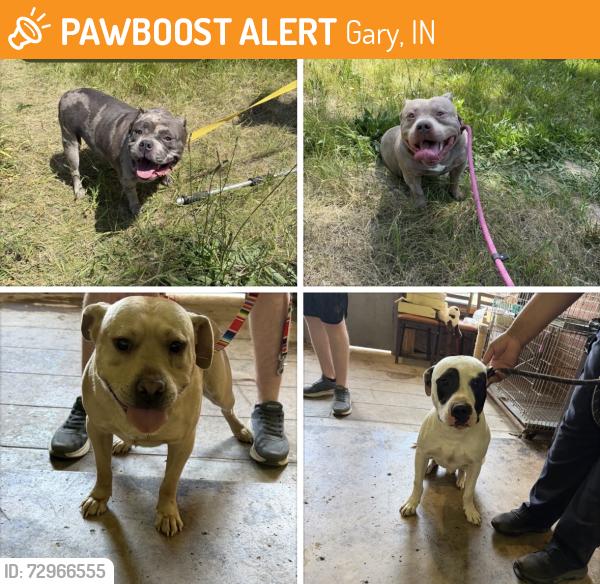 Found/Stray Unknown Dog last seen Gary Animal Control, Gary, IN 46402