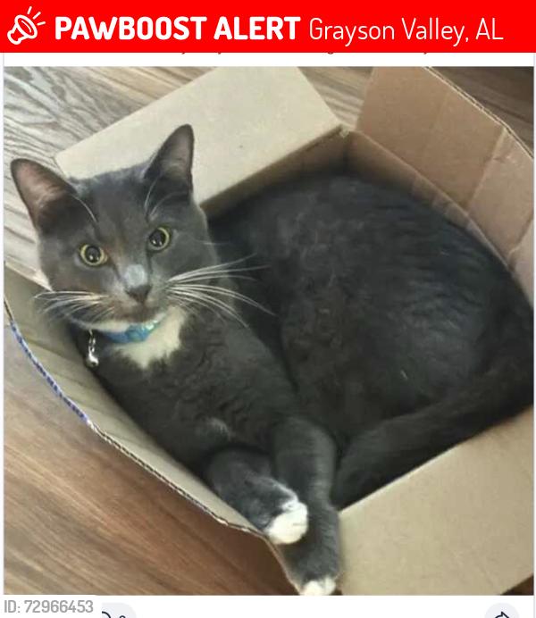 Lost Male Cat last seen Grayson Valley area, Grayson Valley, AL 35235