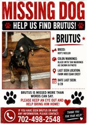 Lost Male Dog last seen Farm Rd and N Egan Crest, Las Vegas, NV 89166