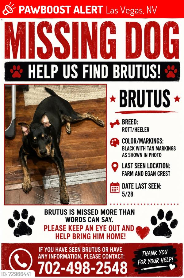 Lost Male Dog last seen Farm Rd and N Egan Crest, Las Vegas, NV 89166
