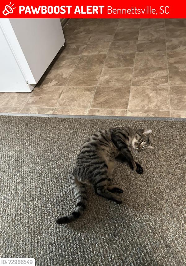 Lost Male Cat last seen Weat side of lake paul wallace, Bennettsville, SC 29512