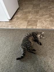 Lost Male Cat last seen Weat side of lake paul wallace, Bennettsville, SC 29512