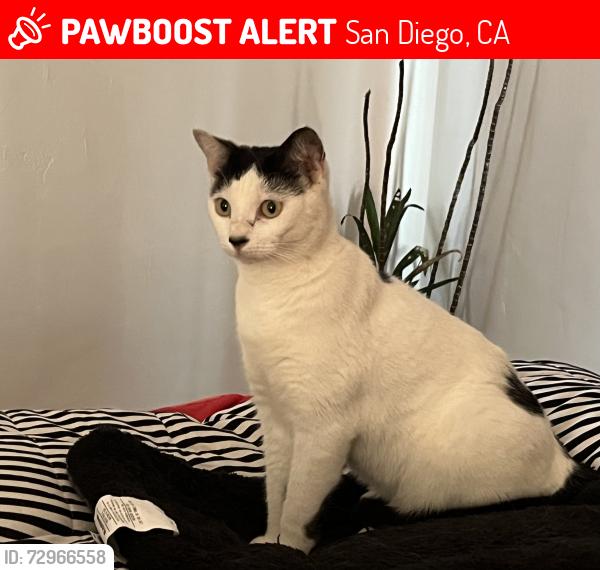 Lost Female Cat last seen La Jolla blvd , San Diego, CA 92037