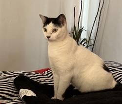Lost Female Cat last seen La Jolla blvd , San Diego, CA 92037