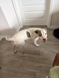 Reunited Female Dog last seen Bridge Harbor Community on Ryder Lane, Panama City, FL 32404
