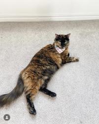 Lost Female Cat last seen Brookshire by Legacy Hills, Celina, TX 75009