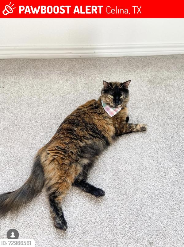 Lost Female Cat last seen Brookshire by Legacy Hills, Celina, TX 75009